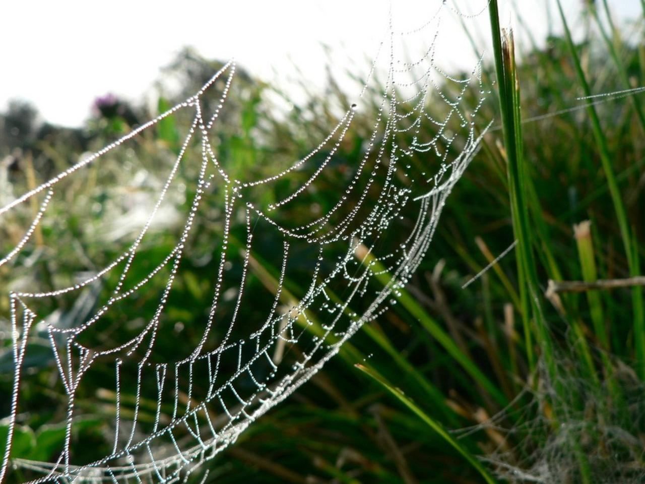 a dew covered spider web on grass